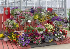 Combinaties van Westhoff. 